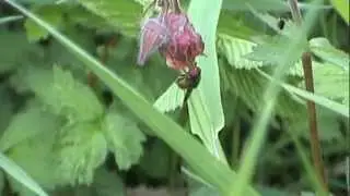 Pestřenka pastvinn&aacute; Rhingia campestris