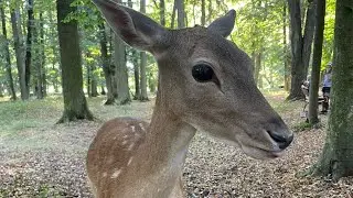 DAŇČ&Iacute; ZVĚŘ + FOTOGRAFIE Z FOTOPAST&Iacute; ( LI&Scaron;KA, PS&Iacute;K M&Yacute;VALOVIT&Yacute;, PRASE DIVOK&Eacute;)