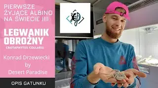 Terrarystyka w rękach specjalistów : Legwanik obrożny, Crotaphytus collaris, Konrad Drzewiecki. opis