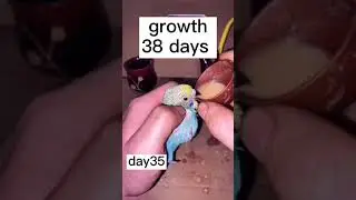 Parrot Growth Day by Day #shorts | PetsHut