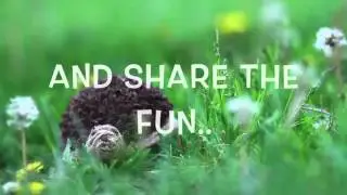 Hazel the Hedgehog Promo
