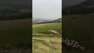 Two amazing dogs herding sheep #sheepdog #bordercollie