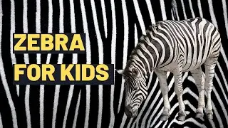 Zebra Facts for Kids &ndash; Amazing Facts about these Amazing Animals!