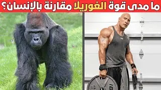 ما مدى قوة الغوريلا مقارنة بالإنسان؟