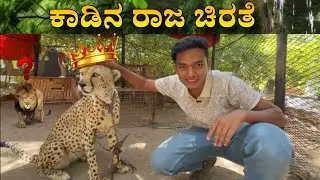 ಇನ್ನು ಮುಂದೆ ಕಾಡಿನ ರಾಜ ಚಿರತೆ 😂 #shorts #holidayswithshorts #drbro#kannada #travel #lifestyle #cheetah