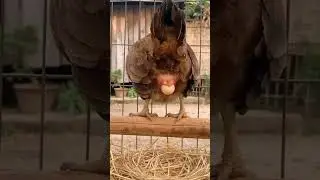 telur pertama keluar dari kloaka ayam #shorts #feedshorts #foryou