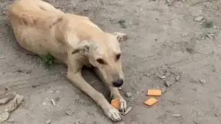Insaniyat &hellip;❤️🐶    Help them as much as you can.                                       #helpfordogs