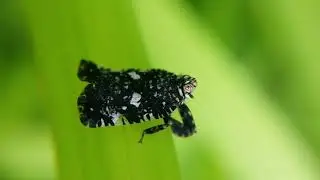 Lophopidae fulgoroidea planthoppers Macro
