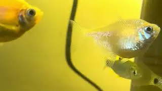 Glow tetra fish 🐟 