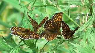 Бабочки. Шашечницы Аталии ( Melitaea athalia )