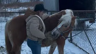 Выполнение упражнений на растяжку с кобылой породы хафлингер по кличке Тори.