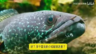雷龙介绍第二期：千呼万唤的黄金眼镜蛇雷龙，带来它的八个弟兄登场！