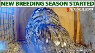 🦉 Tawny Owl Day Live Cam | Female Resting in the Nest 😴 Forest of De Mortel