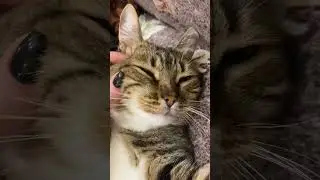 Витаминов и совести😍#catlife#кошачьяжизнь#cat#кот