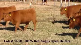 Lots 38 50, Reg  Heifers