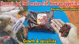 WAJIB COBA 🔥❗️Review pakan koi merk ikanesia growth & spirullina | Penghobi koi indramayu