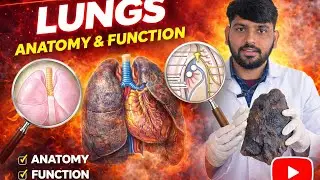 Left Lung: Anatomy, Surfaces, Borders & Relations #anatomy #education #drdewal #drdhakad 