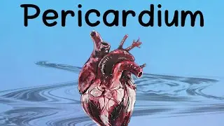Pericardium Anatomy CVS module شرح