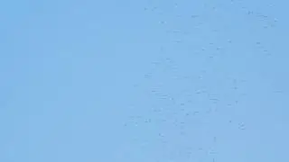 Black-winged Pratincole