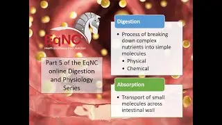 EqNC's online Equine Digestion & Absorption