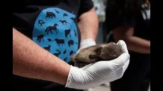 National Animal Rights Day