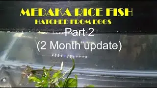 Medaka Rice Fish eggs that I bought on Ebay. Two months update.