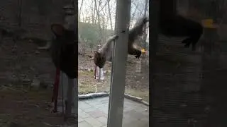 Day 262 with Quirrel the squirrel. Our screen door is ruined by Quirrel