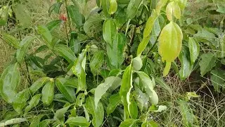 කොල අන්ගඃ මාරය ජම්බු කොල  රෝගයට කුරුදු  වවන්න  බය වෙන්න එපා