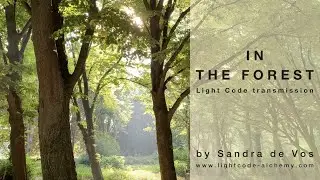 In the Forest | Light Code transmission by Sandra de Vos