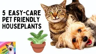 🐶😺5 Easy-care pet-safe houseplants! Non-toxic cat & dog plants🪴 #shorts
