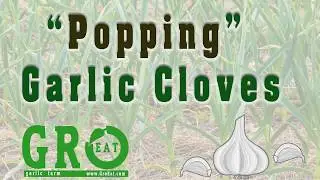 Popping or Breaking a Garlic Clove