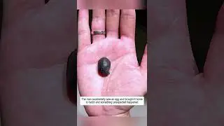 The man accidentally saw an egg and brought it home to hatch and then #egg #turtle #shorts
