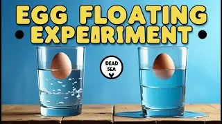 Эксперимент с плавающим яйцом 🥚💧 | Объяснение плотности воды