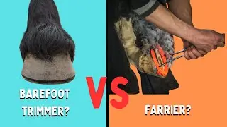 Farrier or Barefoot Trimmer? Choosing the Right Hoof Care Professional for Your Horse