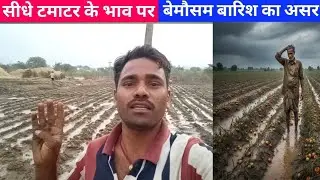 Tomato Price Forecast 3 February 2026 | Weather Impact on Tomato Rates| March&ndash;April Price Prediction