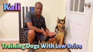 Training Dogs With Low Drive for Food or Toys.. Meet Kali