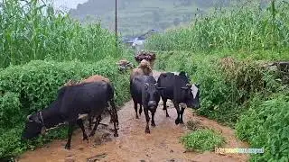 This is mountain Village During the Heavy Rainy Season | Daily Activities People in Village Life.