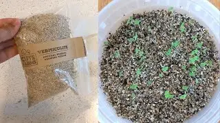 Starting Seeds Using Vermiculite | Holy Basil seed Germination Using Vermiculite | Seedling Transfer