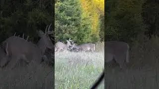 Crazy two little bucks fighting!!! #viral #deer #deerhunting #jesus #jesuslovesyou #hunters