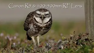 Canon R5 & 100-500mm RF Lens Handheld Wildlife Video - Amazing Stabilization!