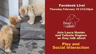 Dog Play and Social Interaction