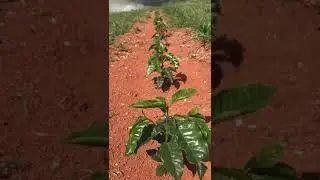 CATUCA&Iacute; 2SL COM 50 DIAS DE PLANTIO