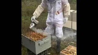 Hive Inspection 🐝