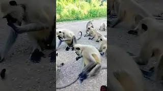 Hanuman's Hungry Horde: Street Food Extravaganza 🐒🍲 #MonkeyFeast #HanumansGroup #StreetFoodAdventure