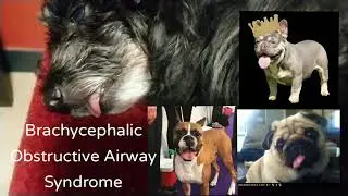Dog's tongue out while sleeping, IS IT NORMAL???
