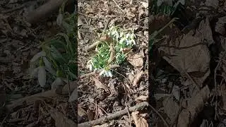 підснідники в парку Жтомира