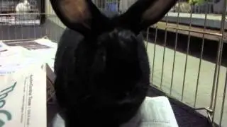 Lionel at House Rabbit Resource Network