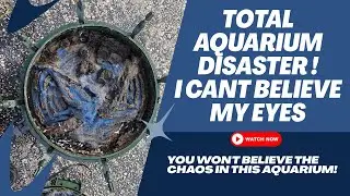 Total Aquarium Disaster You wont believe your eyes #aquariumdisaster