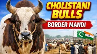 Cattle Market near Pak-India Border | Cholistani Breed Livestock Mandi