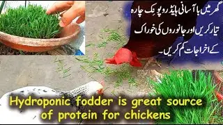 Hydroponic Green fodder for chickens great source of plant-based carbohydrates & proteins